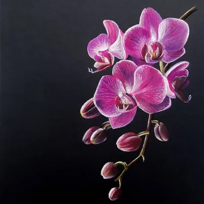Орхидея ареззо - 61 фото