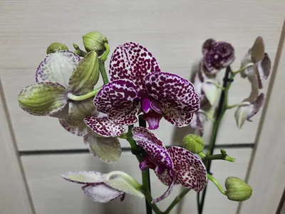 Орхидея Цимбидиум (12)