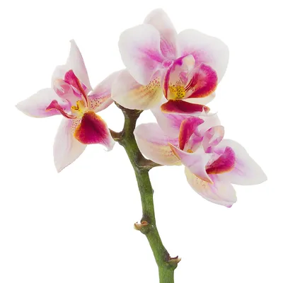 Купить Орхидея искусственная силиконовая в кашпо, искусственные цветы по  выгодной цене в интернет-магазине OZON.ru (446249689)