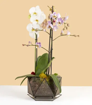 Орхидея комнатная фото