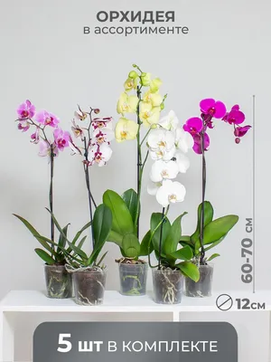 Орхидея комнатная фото фотографии