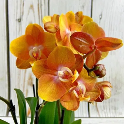 Орхидея лас вегас фото фотографии