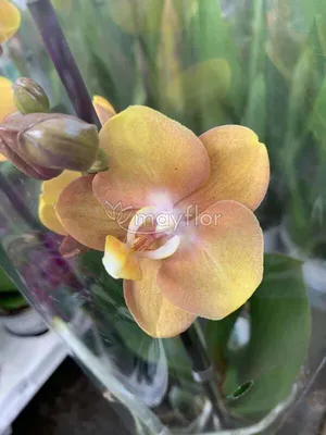 Орхидея Фаленопсис Лас Вегас купить в Москве с доставкой | Магазин растений  Bloom Story (Блум Стори)