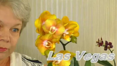 Фаленопсис Лас Вегас (Phalaenopsis Las Vegas) — купить в интернет-магазине  Ангелок