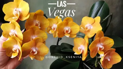 Орхидея Фаленопсис 1 ств. Лас-Вегас 50/12