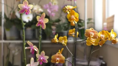 Домашний очаг - Сортовая Орхидея Фаленопсис Лас-Вегас, цветки с нежным  ароматом. Настоящее солнышко. ☀️ | Facebook