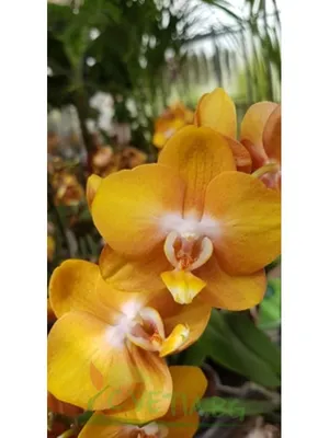 Орхидея Фаленопсис \"Лас-Вегас\" купить с доставкой