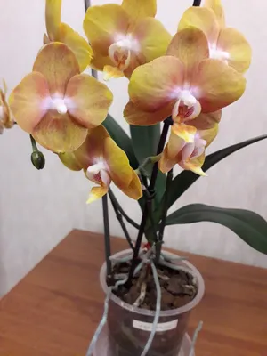 Орхидея Фаленопсис ЛАС ВЕГАС $$$