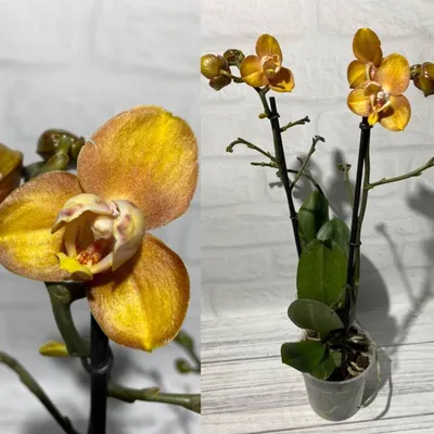 Phalaenopsis Las Vegas - Орхидеи, орхидеи уход субстратов, Oрхидариумы