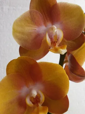 Орхидея Phal. Las Vegas Peloric - купить, доставка Украина