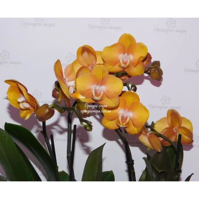 Orhidei.bg - Орхидеи, редки видове, торове, почви - 🧡 Орхидея Фаленопсис Las  Vegas 2 растения в саксия #1155 🧡 ✓ Цена 23.90 лева Поръчай на  тел.0876100086 или на лично съобщение | Facebook