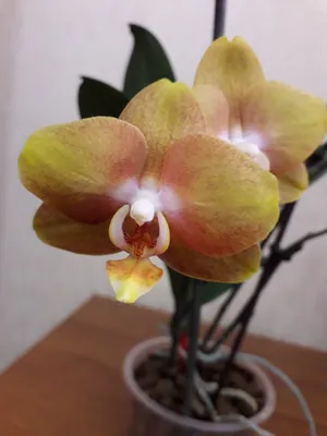 Архив Продам очень красивую сортовую орхидею лас вегас с деткой! ✔️ 365  грн. ᐉ Другие комнатные растения в Запорожье на BON.ua 76262089