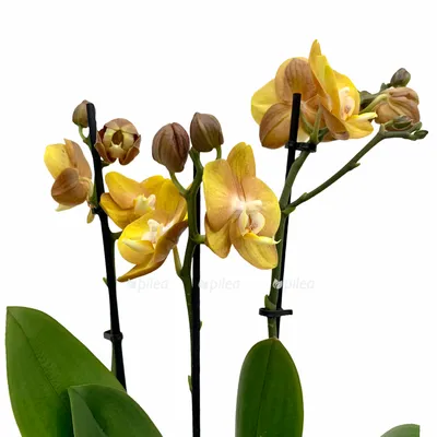 ОРХИДЕИ новые ОБЗОР цветения орхидей фаленопсисы Лас Вегас, Брион, Сансет  Лав, Горизонт 25.05.20 - YouTube