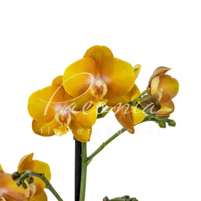 Купить орхидею Фаленопсис Лас Вегас (Las Vegas) с доставкой по Украине.