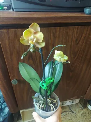 Орхидея \"Лас Вегас\" | Цветы Татьяны | Дзен