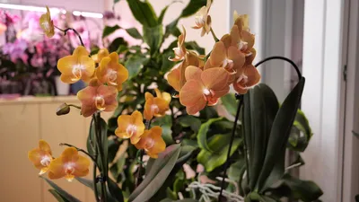 Орхидея Фаленопсис Лас Вегас купить в Москве с доставкой в интернет  магазине Pilea