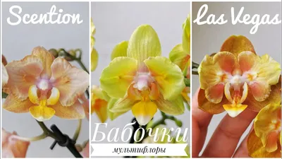 Орхидея-Плюс - Орхидея Фаленопсис Мультифлора Лас-Вегас! Два... | فيسبوك