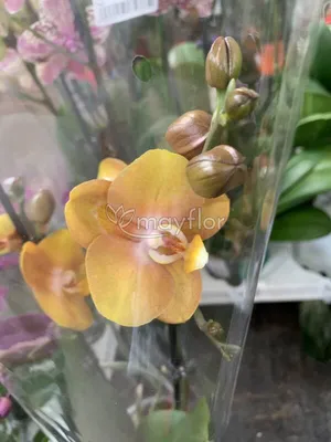 Цветущая Орхидея Фаленопсис Лас вегас (phalaenopsis) Las vegas 1 ветка –  фото, отзывы, характеристики в интернет-магазине ROZETKA от продавца:  Hi-Home | Купить в Украине: Киеве, Харькове, Днепре, Одессе, Запорожье,  Львове