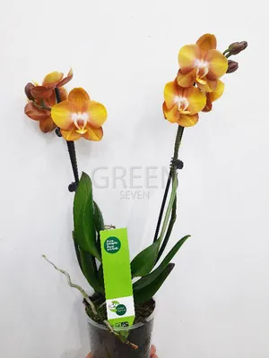 Орхидея (ФАЛЕНОПСИС) Лас Вегас Яркие огненные красавчики По 2 растения в  горшке (ID#1313446210), цена: 345 ₴, купить на Prom.ua