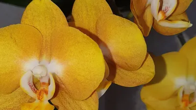 Орхидея Лас Вегас, шикарные кусты Акция Акция Акция 200 гр ! | Instagram
