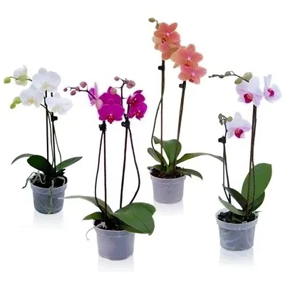 Орхидеи-бабочки Las Vegas, Scention (парфюмерная фабрика) и зеленая  мультифлора No ID. Подарки мужа - YouTube