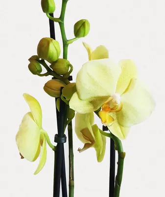 Орхидея Фаленопсис 2 рр Лас Вегас Las Vegas 12/60: купить оптом в Москве