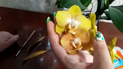 Орхидея Фаленопсис мультифлора купить в Москве