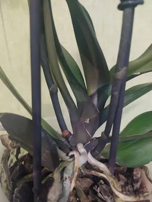 Орхидея Фаленопсис \"Exclusivo\" купить с доставкой