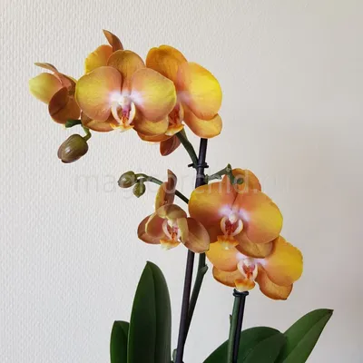Орхидея Фаленопсис \"Exclusivo\" оранжевая в черной керамике