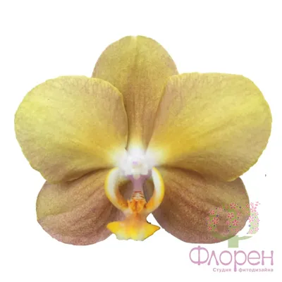 Купить оранжевую орхидею в вазоне на 2 ветки в Киеве с доставкой |  Доступная цена, легкий заказ!