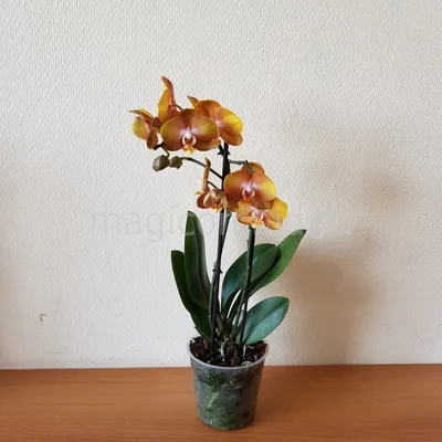Купить Орхидея Фаленопсис Лас-Вегас | UFL