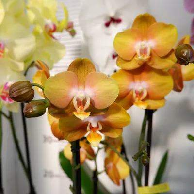 Орхидея Phalaenopsis Las Vegas - 2 цветоноса