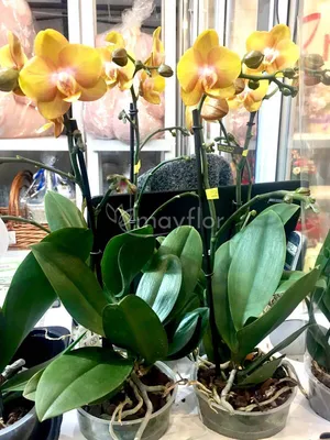 Орхидеи мира - Под заказ к 8 марта! Phal. Horizont Phal. Las Vegas Phal.  Monaco | Facebook