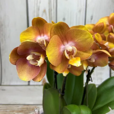 Капризная орхидея | Цветы Татьяны | Дзен