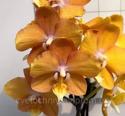 Купить Орхидея пятнистая Лас-Вегас | UFL