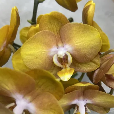 Орхидея Phalaenopsis Las Vegas (отцвел)