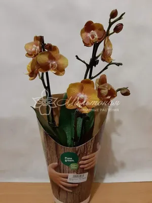 Орхидея Лас-Вегас: 800 грн. - Комнатные растения Степная на Olx