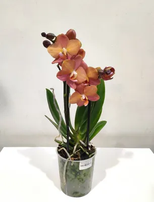 Орхидея Феленопсис Азиан Оранж Сан | Anturium-joli-flow.ru