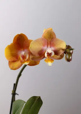 Орхидея Phalaenopsis Las Vegas