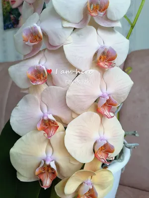 Орхидея леди мармелад фото фотографии