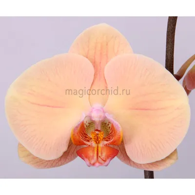 Орхидея Phalaenopsis Lady Marmelade