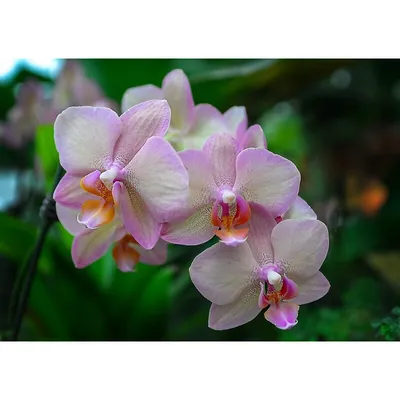 Орхидея легато фото фотографии