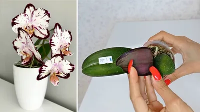 Орхидея легенда фото фотографии