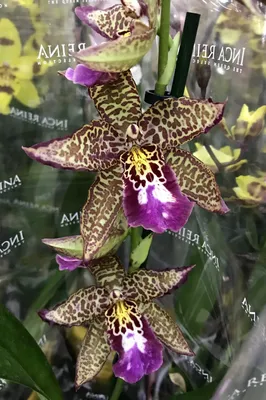 Орхидея леопард фото фотографии