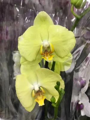 Орхидея Фаленопсис лимонная 1 ст купить в Москве с доставкой | Магазин  растений Bloom Story (Блум Стори)