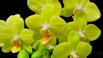 Орхидея-Плюс - Лимонные Орхидеи Фаленопсисы. Два... | Facebook