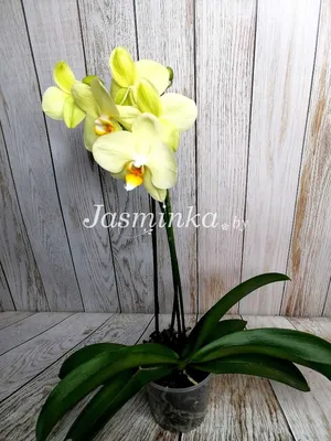 Купить Лимонная орхидея | Цветы в Гродно с доставкой