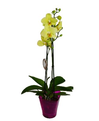Комнатное растение Орхидея лимонная купить в Гомеле по низкой цене с  доставкой