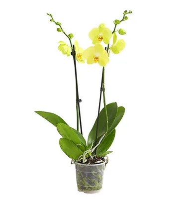 Лимонная орхидея фаленопсис - купить с доставкой по Киеву - лучшие цены на  Комнатные растения в интернет магазине доставки цветов STUDIO Flores