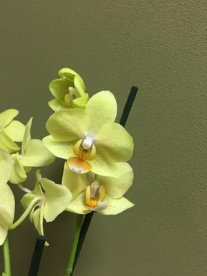 Орхидея Элли лимонная Latex - купить в Москве | Интернет-магазин  искусственных растений Zeltta